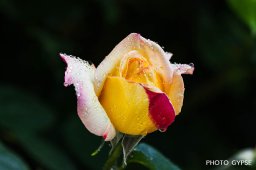 29