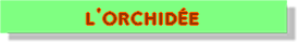 l'orchidée